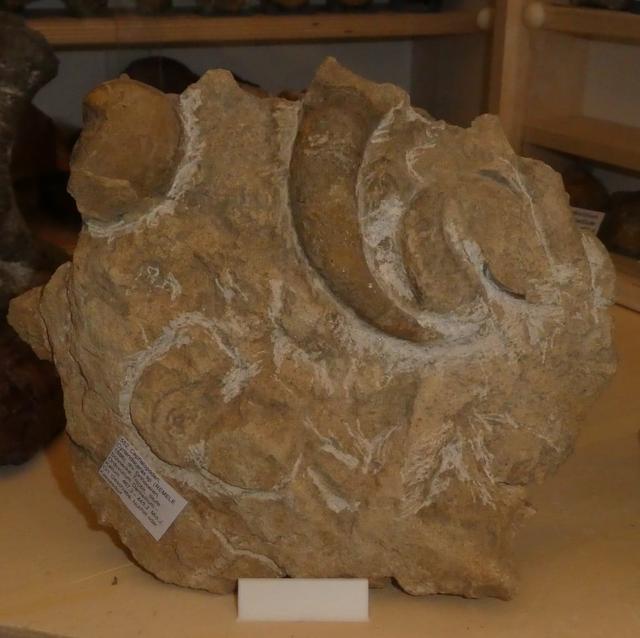 Plug-in Stand for bigger Fossils > 15 - 22 cm 3D model thumbnail