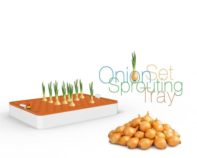 Onion Set Sprouting Tray 3D model thumbnail