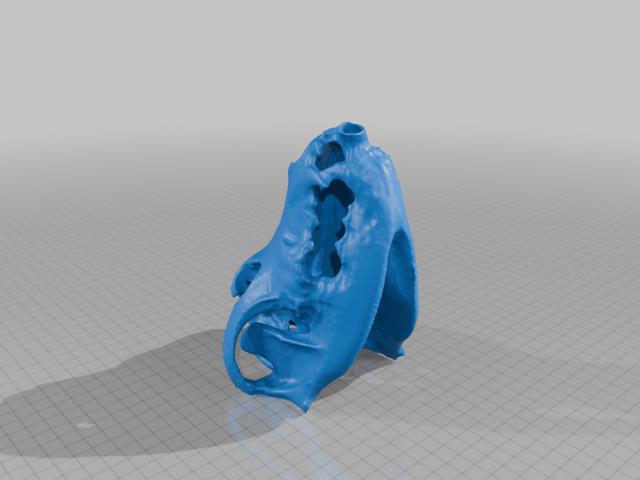 Maddy's skull! 3D model thumbnail