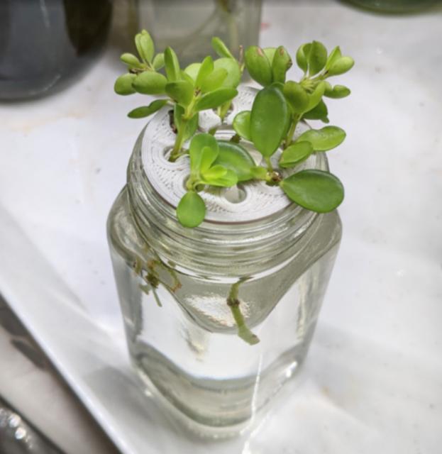 Spice jar propagation holder 3D model thumbnail