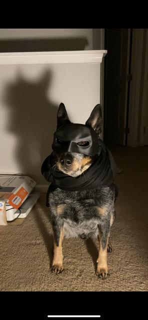 Batdog Mask 3D model thumbnail