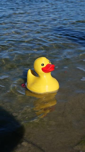 RC Renè Ruberduck 3D model thumbnail