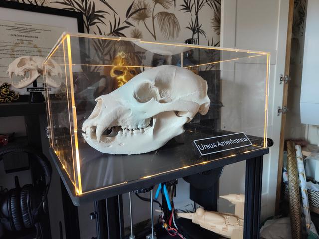 Display stand and label for a black bear skull 3D model thumbnail