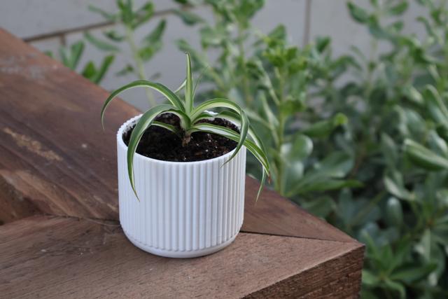 70's Style Planter with drainage holes 3D model thumbnail