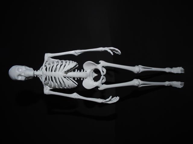 Skeleton 3D model thumbnail
