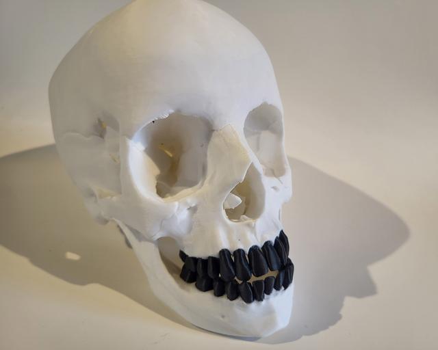 Skull with splitted teeth and optional horns 3D model thumbnail