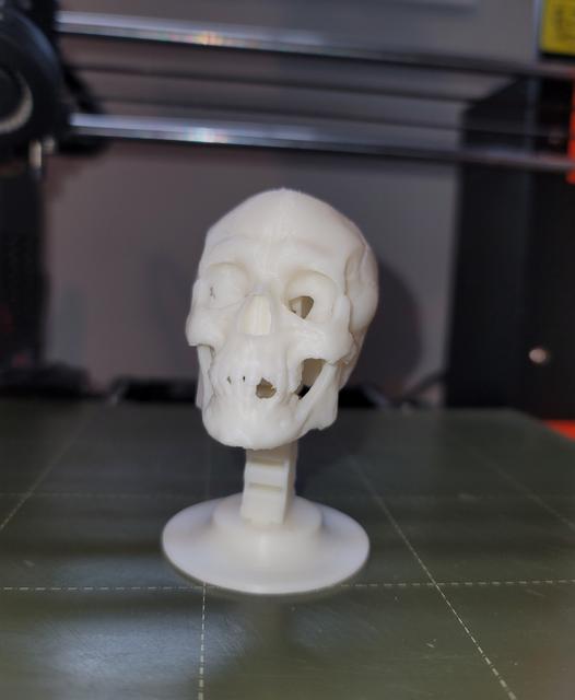 Skull Bobble Head 3D model thumbnail