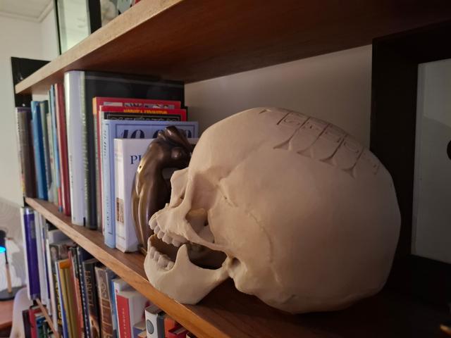 Sator skull 3D model thumbnail