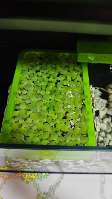 Xiaomi (Mija) Smart FishTank MYG100 Alien Weed FLOATER Grower 3D model thumbnail