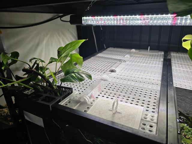 Lid system for 20G Tall Aquariums with optional  Plant Holder 3D model thumbnail