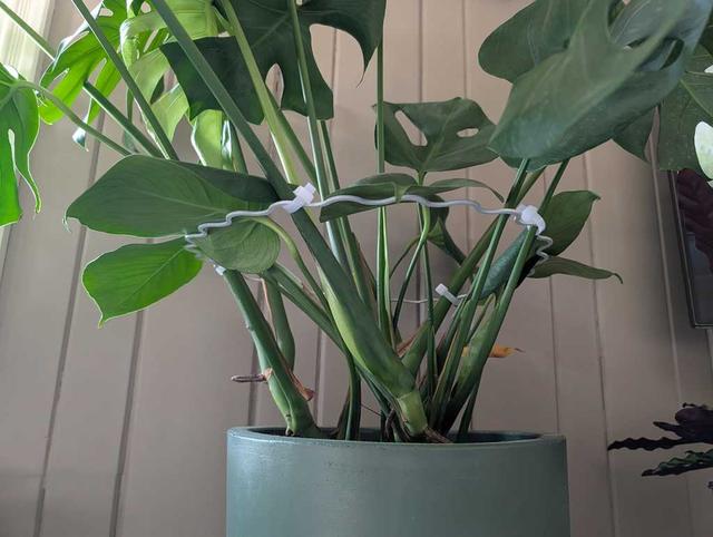Monstera Support Ring 3D model thumbnail