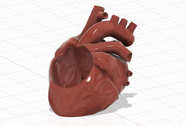 Anatomical Heart Pot 3D model thumbnail