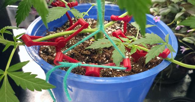 BranchGuide LST Plant Training Stake System 3D model thumbnail