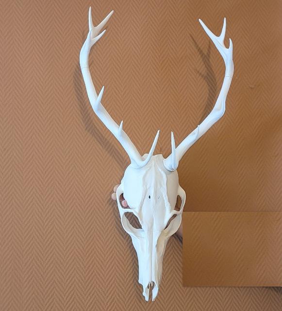 Wendigo Skull with dowel connectors 3D model thumbnail