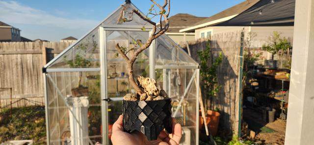 Dragon Scale Garden Pot Remix for Bonsai! 3D model thumbnail
